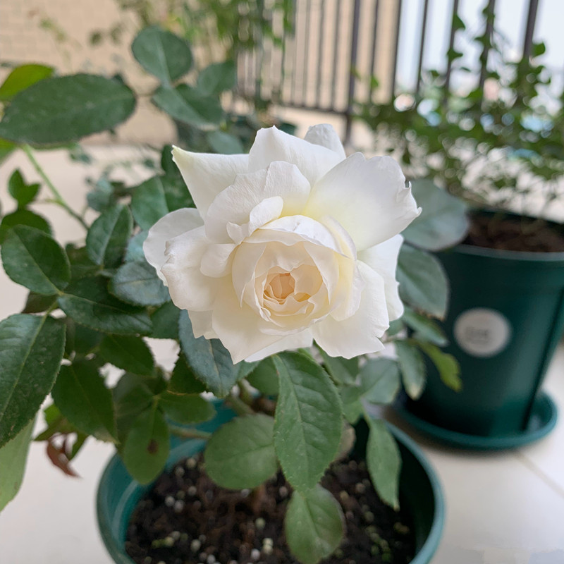 刺少花香四季开花的月季品种,爬藤月季带花香最好的品种