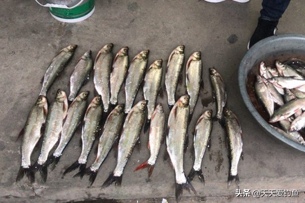 春季手竿拉翘嘴，就用这几招，连竿上鱼实在太牛气