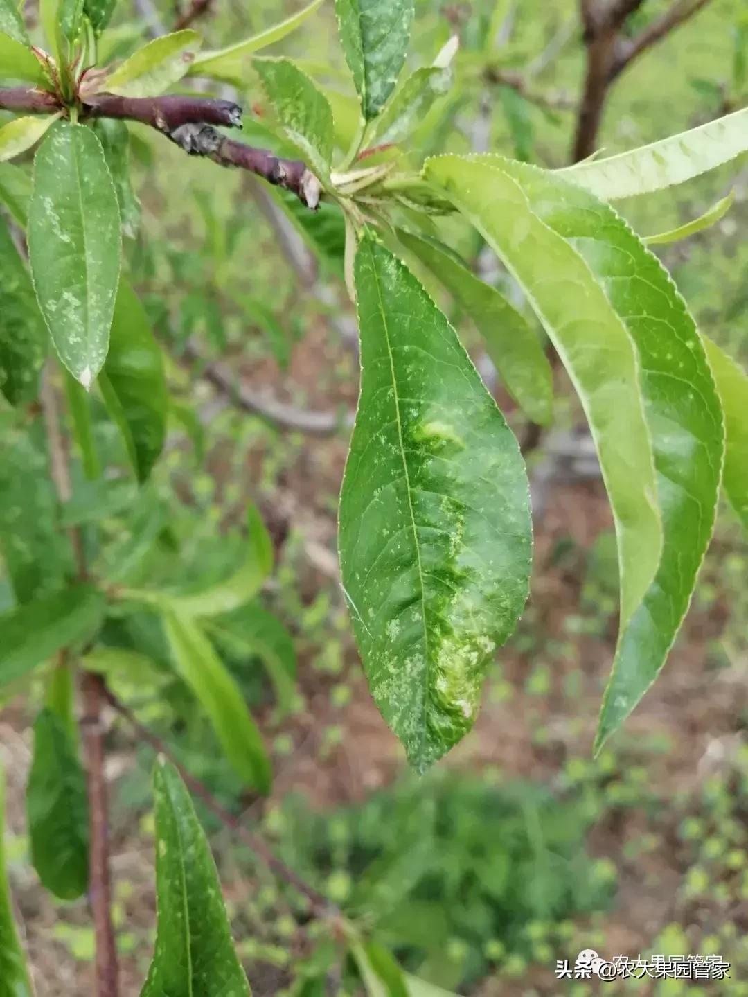 绿叶蝉危害图片,小绿叶蝉的缺点