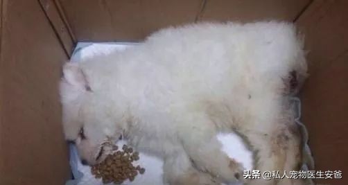 宠物疫苗可以在网上买吗,安爸为啥打生物制剂