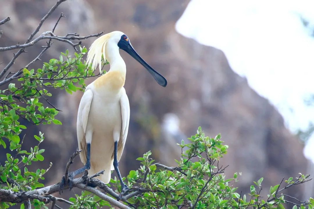 世界爱鸟日普及,观测鸟类迁徙迎接国际爱鸟日