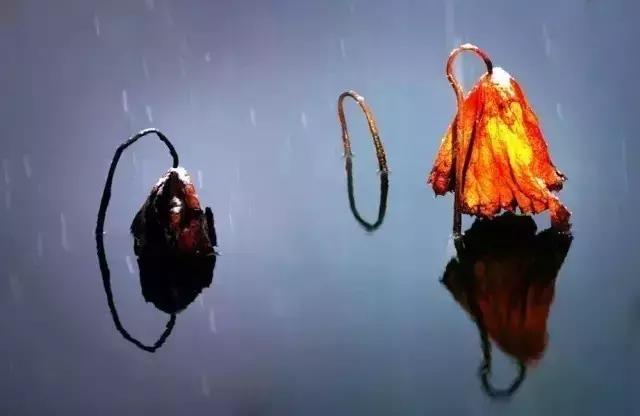 最经典的十首秋分诗词大全,秋分的优美诗词发朋友圈