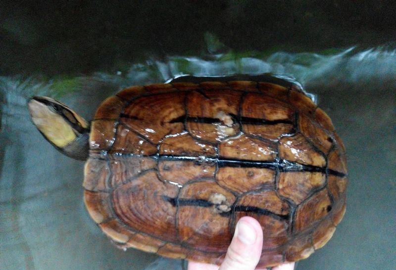 金钱龟是不是骗局,金钱龟未来十年行情