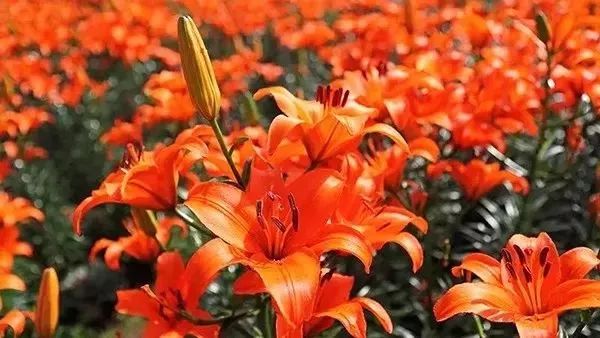 广州隐藏着一个碉楼村,广州有哪些隐藏的景点