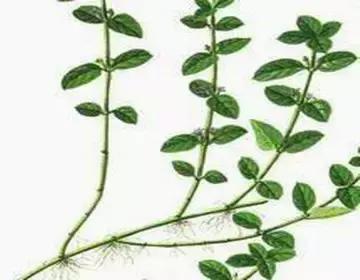 整合——28种青草药,赶快收藏备用!