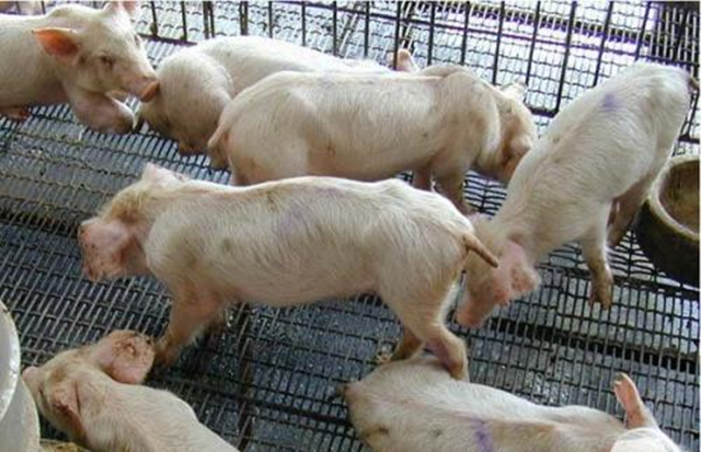 断奶仔猪感染怎么治,断奶仔猪如何预防副猪