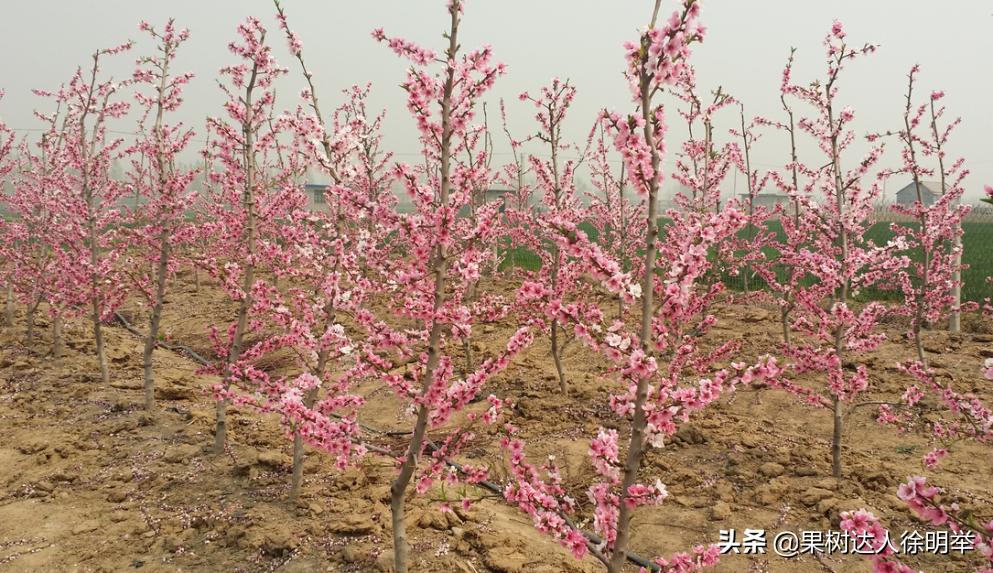 油桃黑点是什么,油桃外面黑点不长个