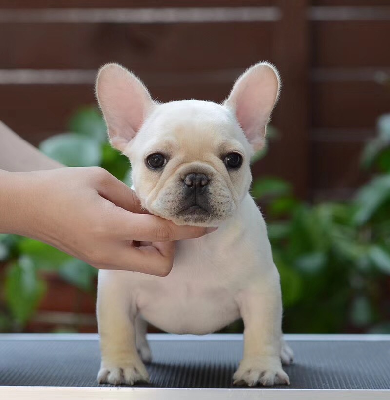 法斗比较难养,法斗为啥有地可以养有地不能养