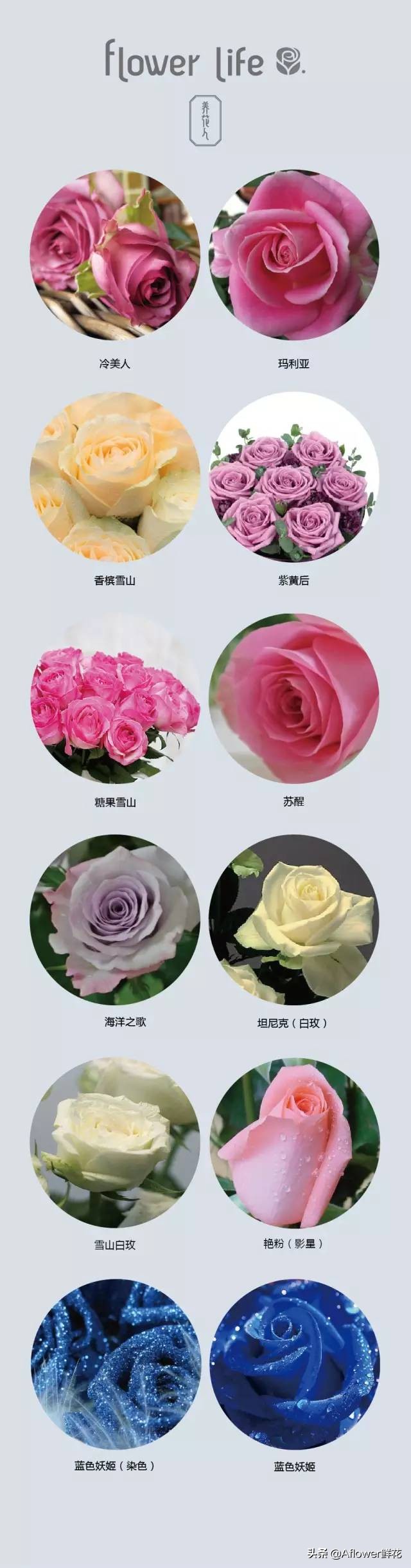 100种花店常用鲜花,花店鲜花种类大全