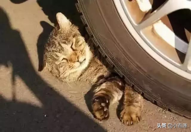 为什么路上死掉的都是猫,为什么猫被车撞死比狗多