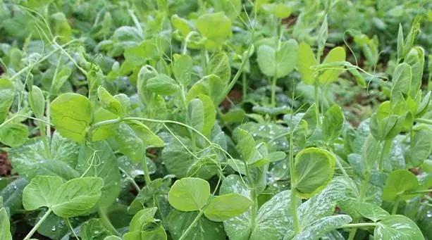 爽口龙须,脆脆的龙须