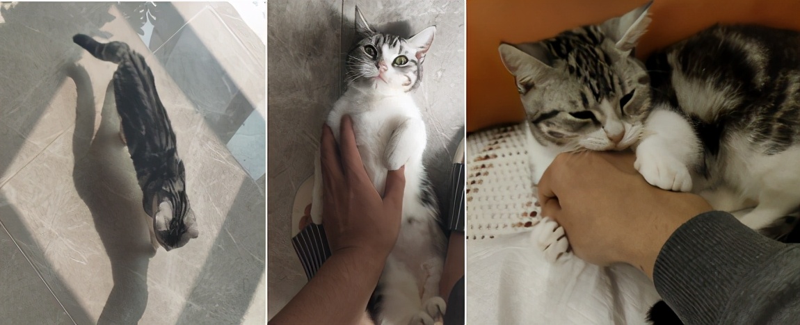 团子猫传腹治好了吗,团子的猫传腹