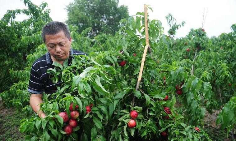 几万斤桃烂地里,几万斤桃烂在地里