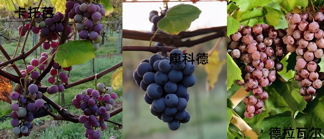 舌尖上的乡愁红酒,5个步骤教你正确品尝一款红酒