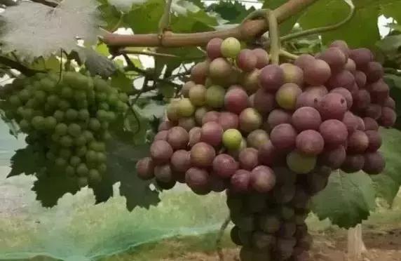 葡萄软果的原因及解决方法,葡萄轻轻一碰就掉粒怎么回事