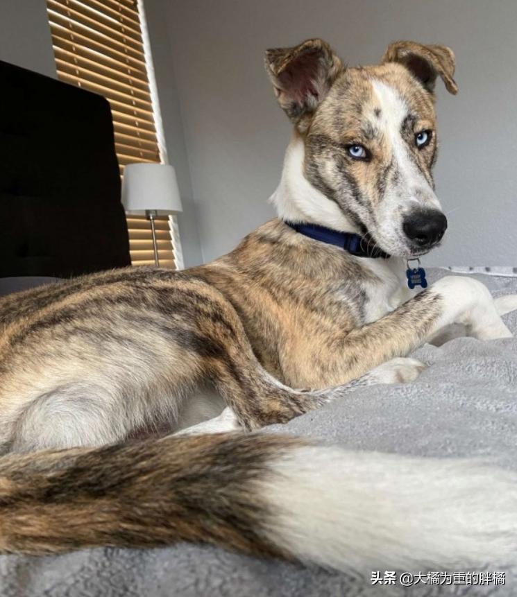 怎么训练狗狗上车下车,如何让狗狗乖乖的学会坐车