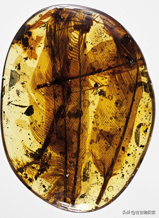 琥珀发现恐龙羽毛了吗,琥珀里面有恐龙羽毛