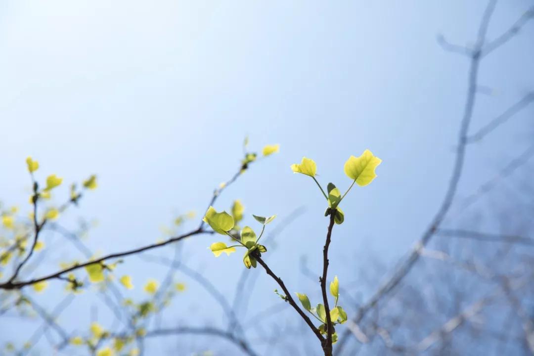 唐诗宋词春天的诗词,宋词里的春天十种绝美十种心动