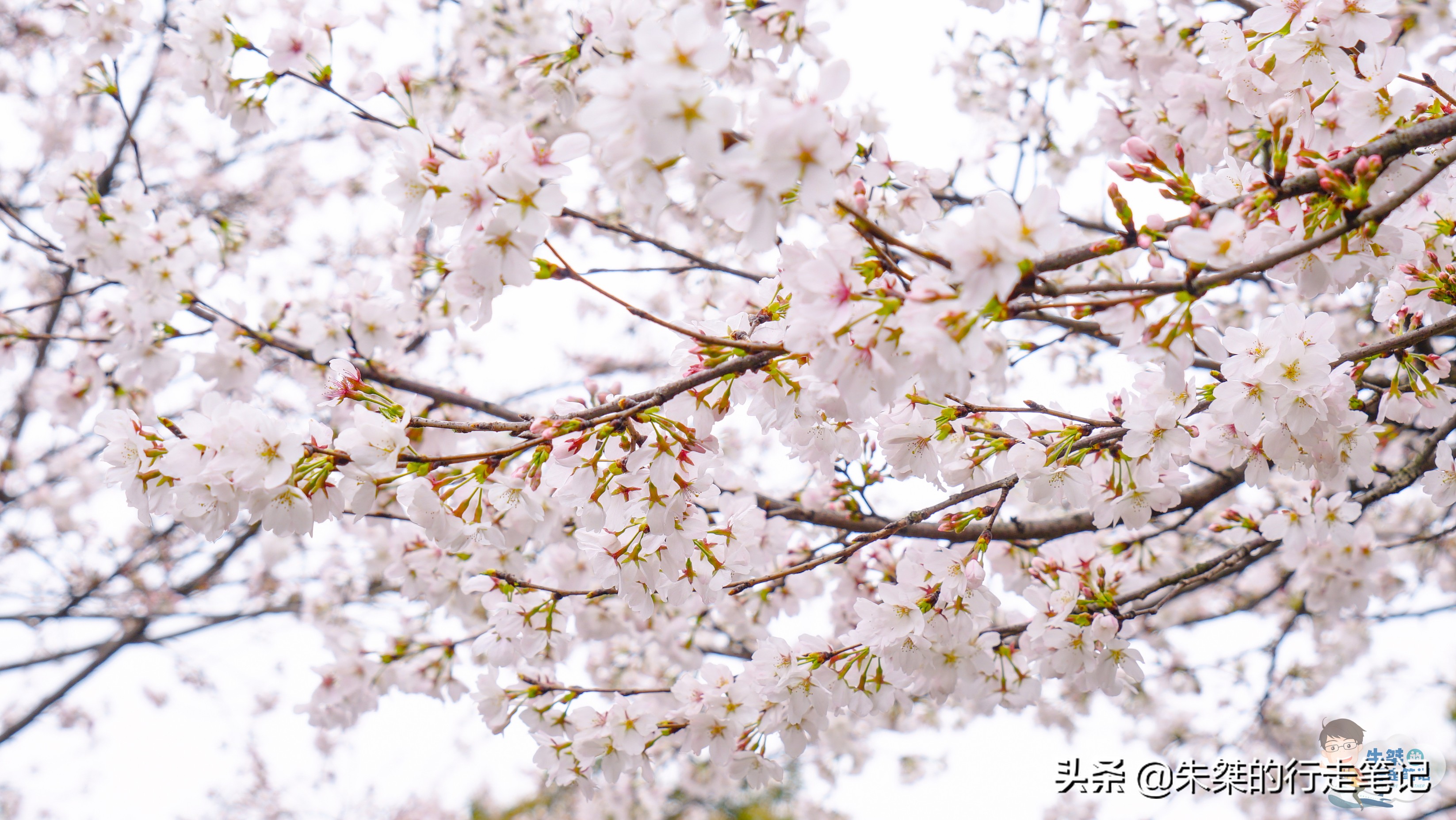 各个品种的樱花竞相开放,各个品种的樱花竞相开放争奇斗艳