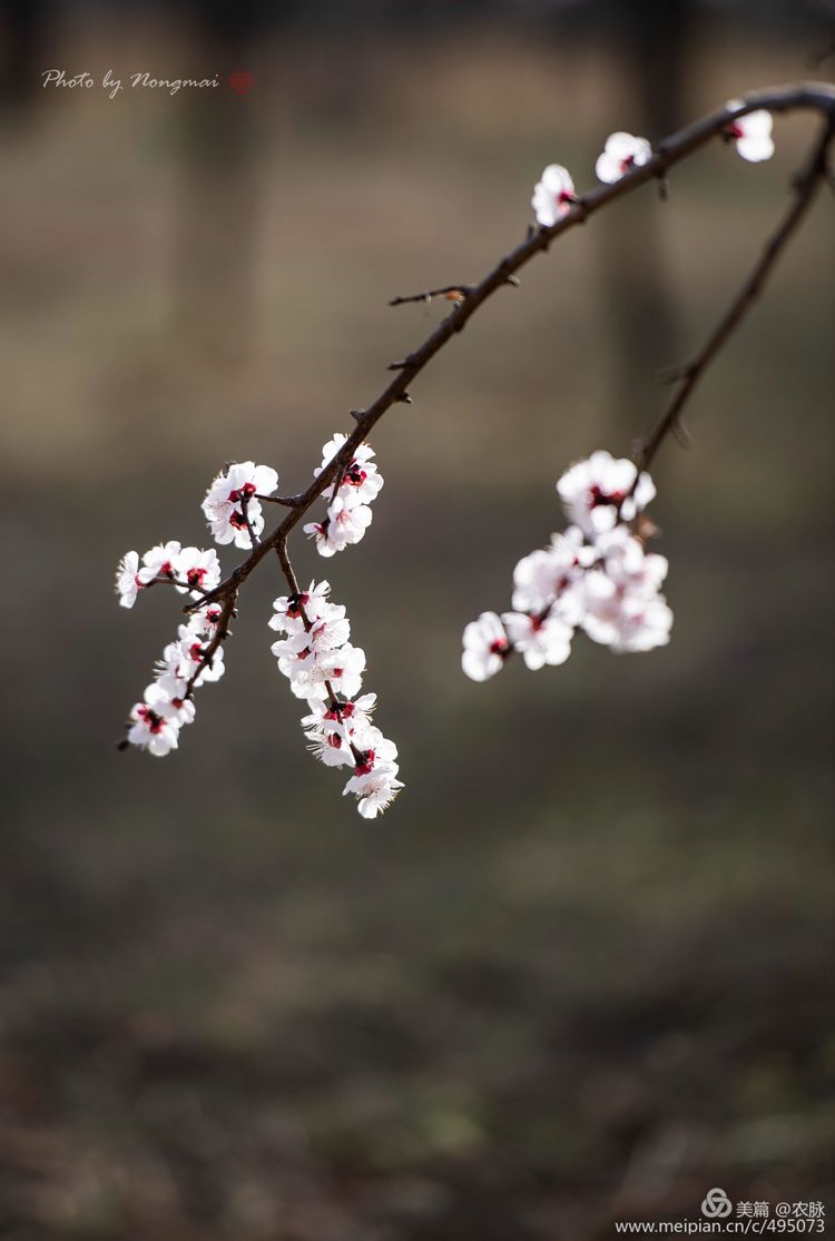 河南灵宝百年古杏林花开遍山野,灵宝北沟古杏林图片