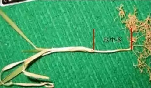 小麦发黄死苗用什么药治疗,小麦发黄有死苗什么原因怎样治