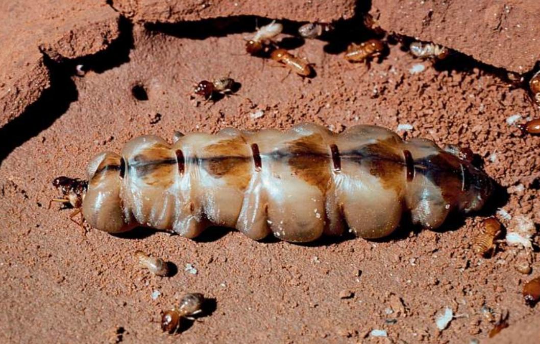 黑柄炭角菌长树上,黑柄炭角菌可食吗