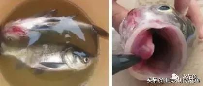 鱼出血病的防与治,鱼类出血性疾病