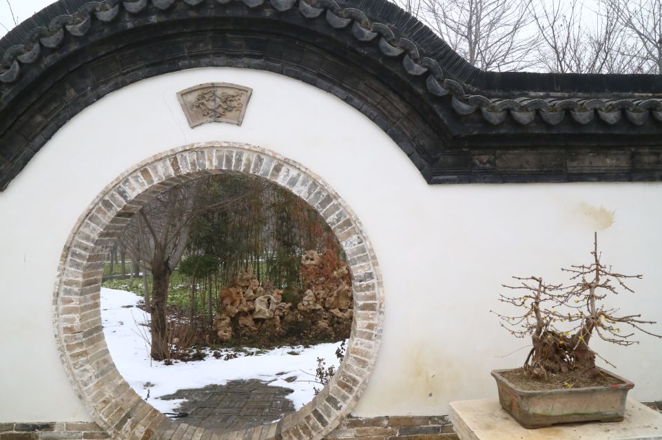 许昌鄢陵腊梅,许昌蜡梅