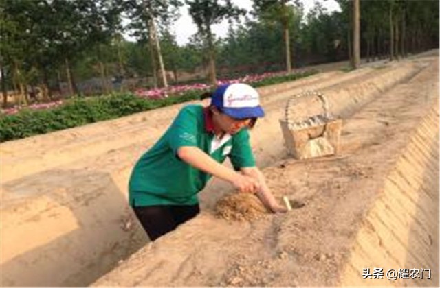 白芦笋的种植方法和时间,芦笋怎样种植比较好吃