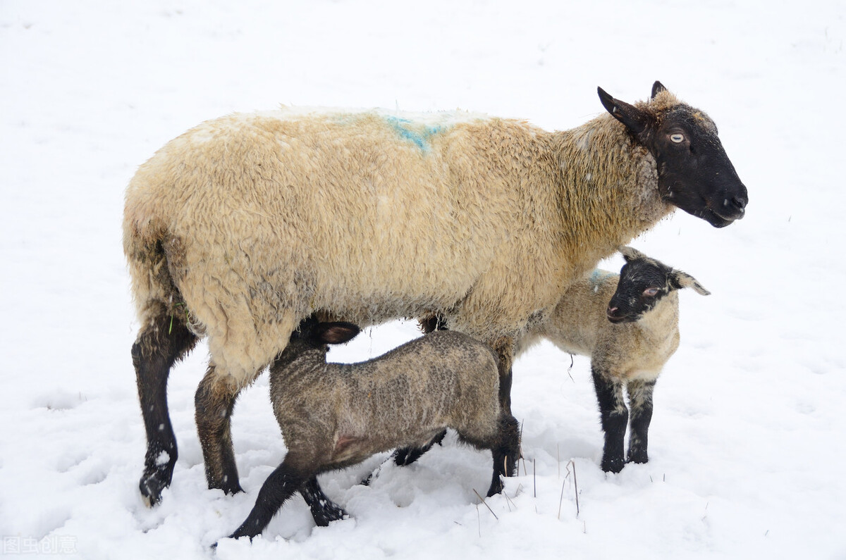 羊脱毛原因有很多，分清原因好治疗