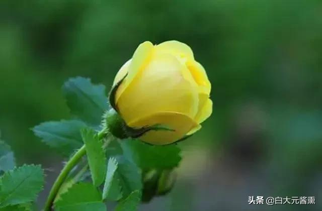 99玫瑰花的花语是什么,3朵玫瑰花的寓意和花语