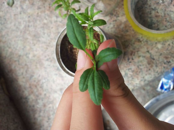 什么草可以让睡眠好,助睡眠草种