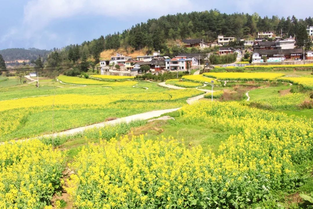 赏春图鉴丨赏花海、品清茶、尝美食...乌当百宜镇这条宝藏春游线路,就等你来打卡啦!