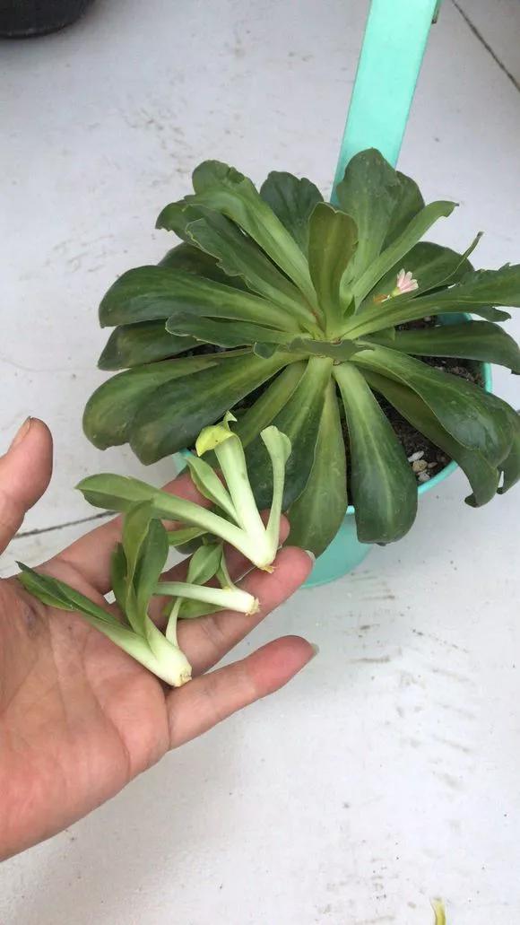 这3种花随便扦插好成活夏天疯长,常见花卉的扦插大法