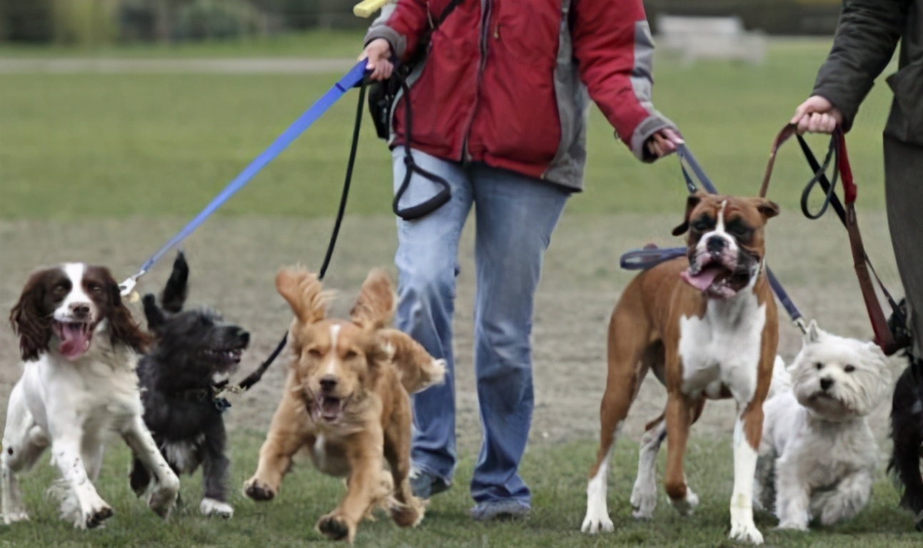 真铲屎官出门遛狗正确方式,为什么铲屎官不建议养狗