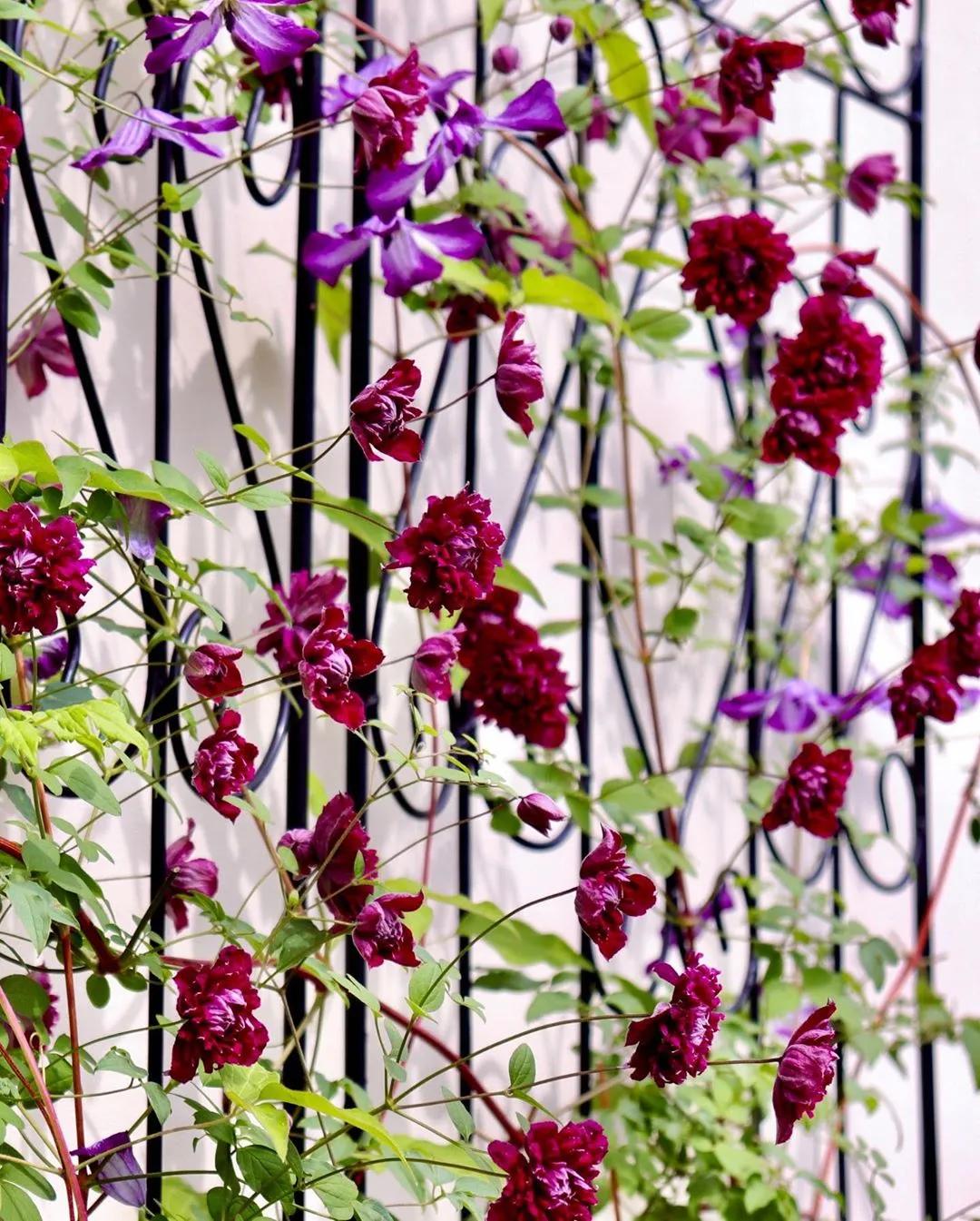 藤本植物皇后铁线莲,藤本皇后铁线莲品种