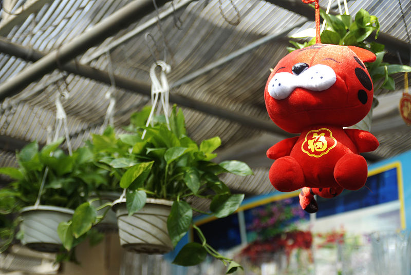 绿萝怎么爆盆只需简单的三步,绿萝爆盆的方法和技巧