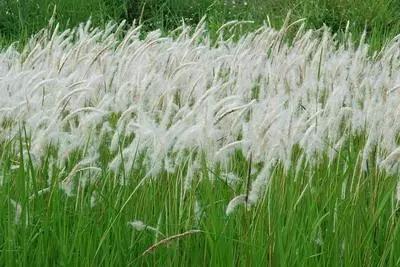 什么草预示天气不好呢,有什么草可以预测天气