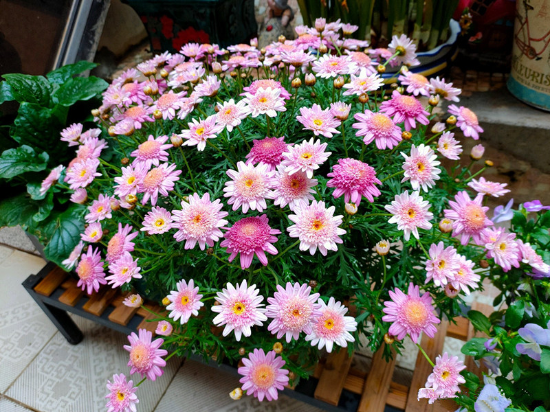 玛格丽特最好养的花,玛格丽特花期多长时间能养成花球