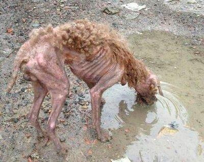 为什么总是提倡“领养代替购买”？