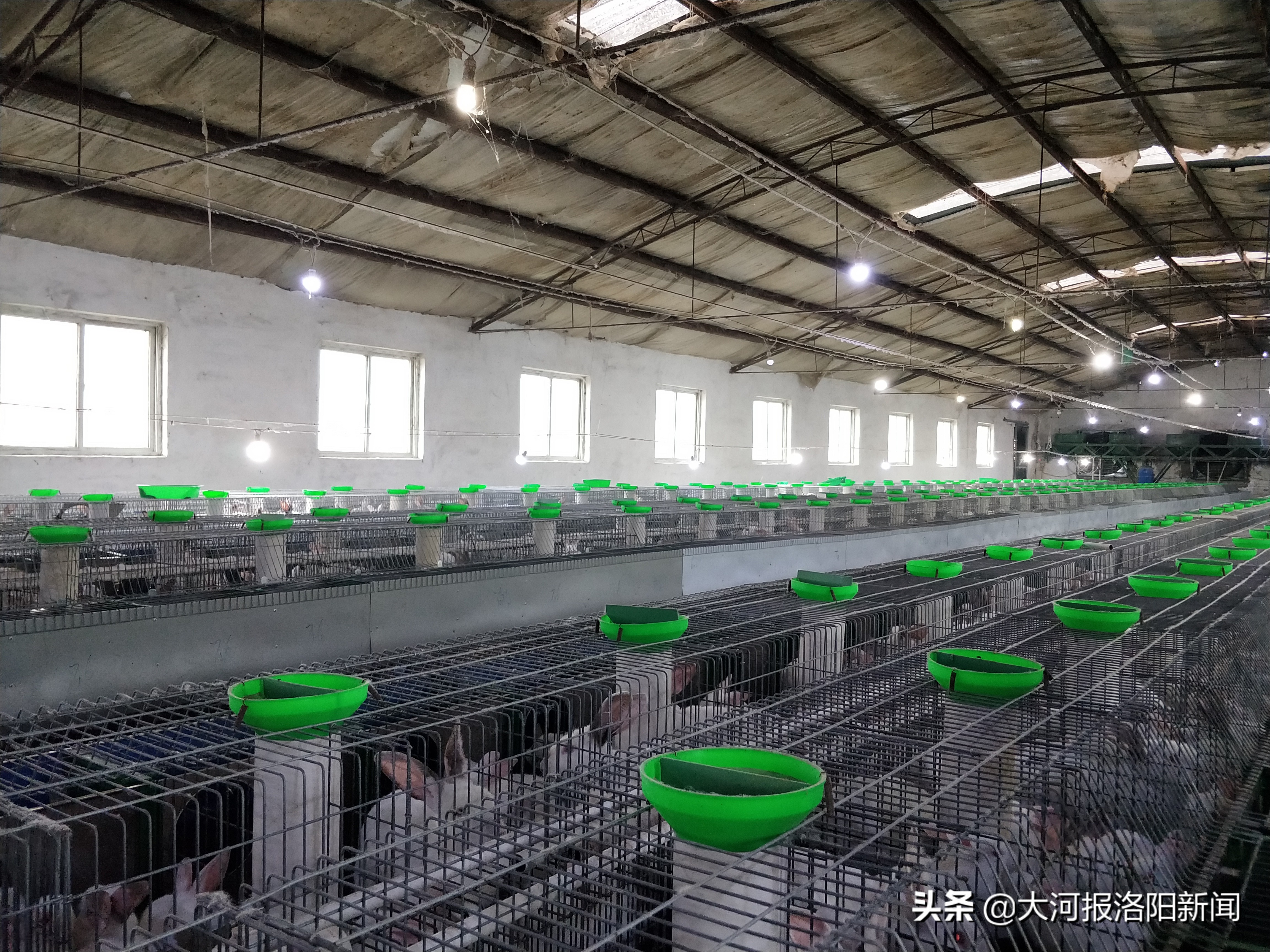 90后的姑娘在家养兔子,河北邯郸00后女孩回乡养兔