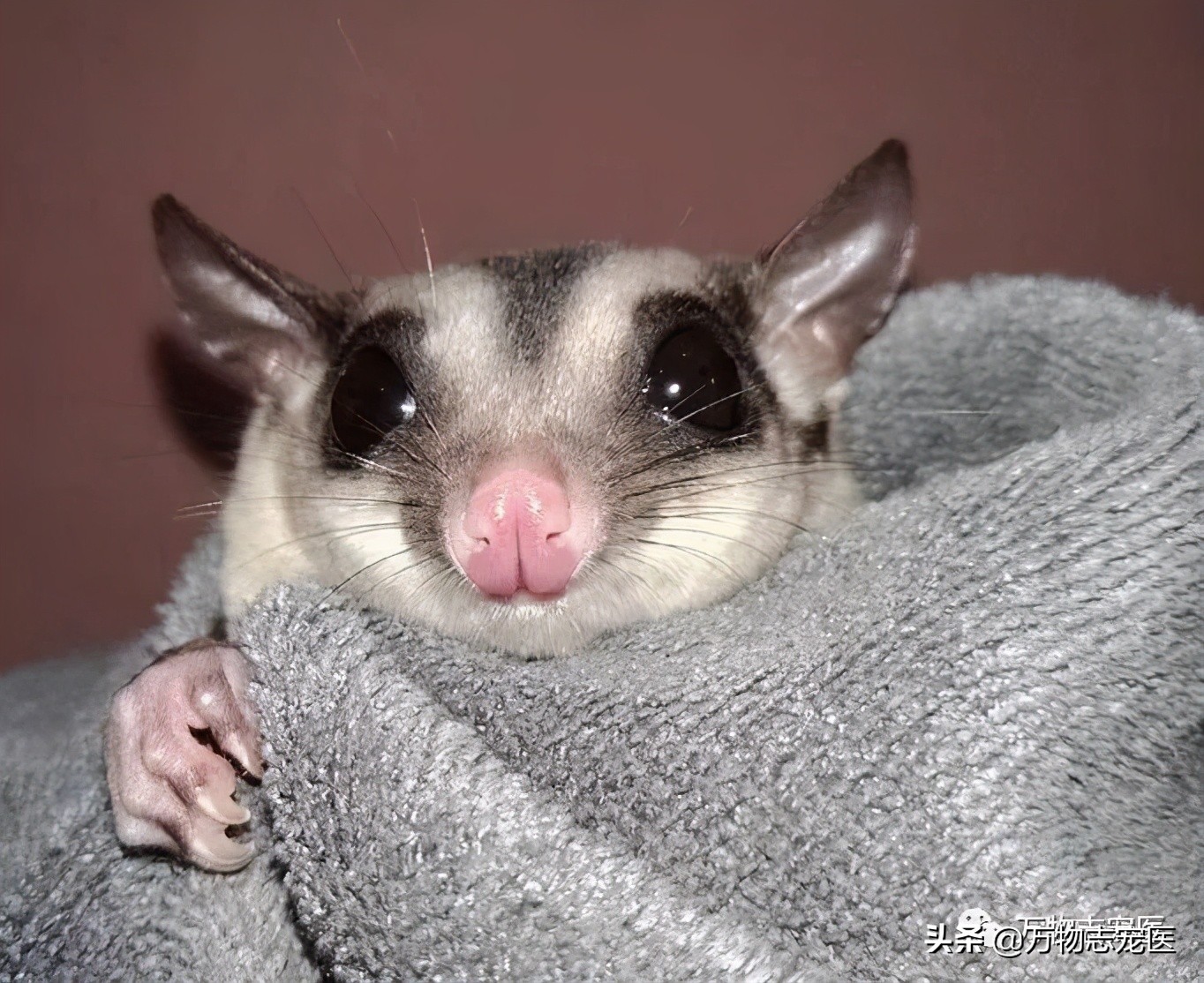 小小蜜袋鼯会咬人吗,新手养蜜袋鼯必须要注意的点