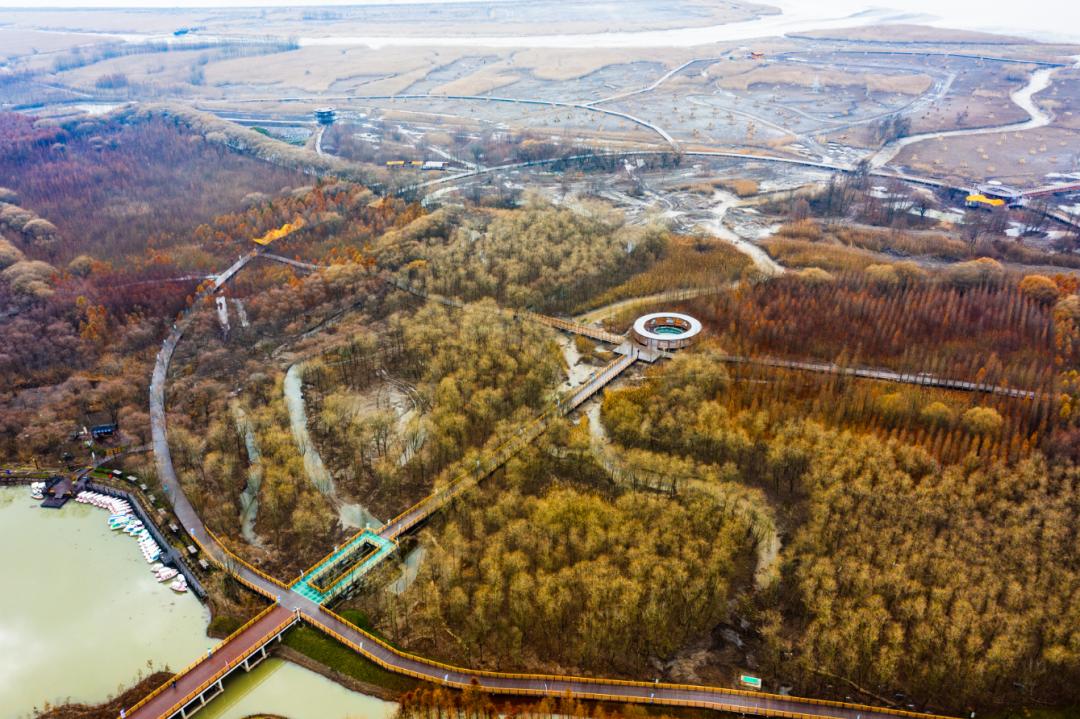 崇明岛西沙湿地公园视频,崇明西沙湿地公园芦苇荡