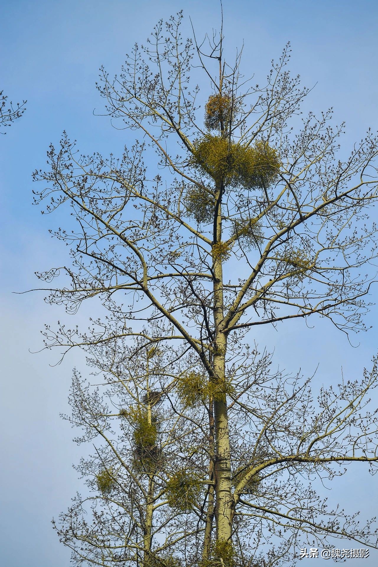 雪+雾凇+侧金盏+款冬=一次完美寻花之旅