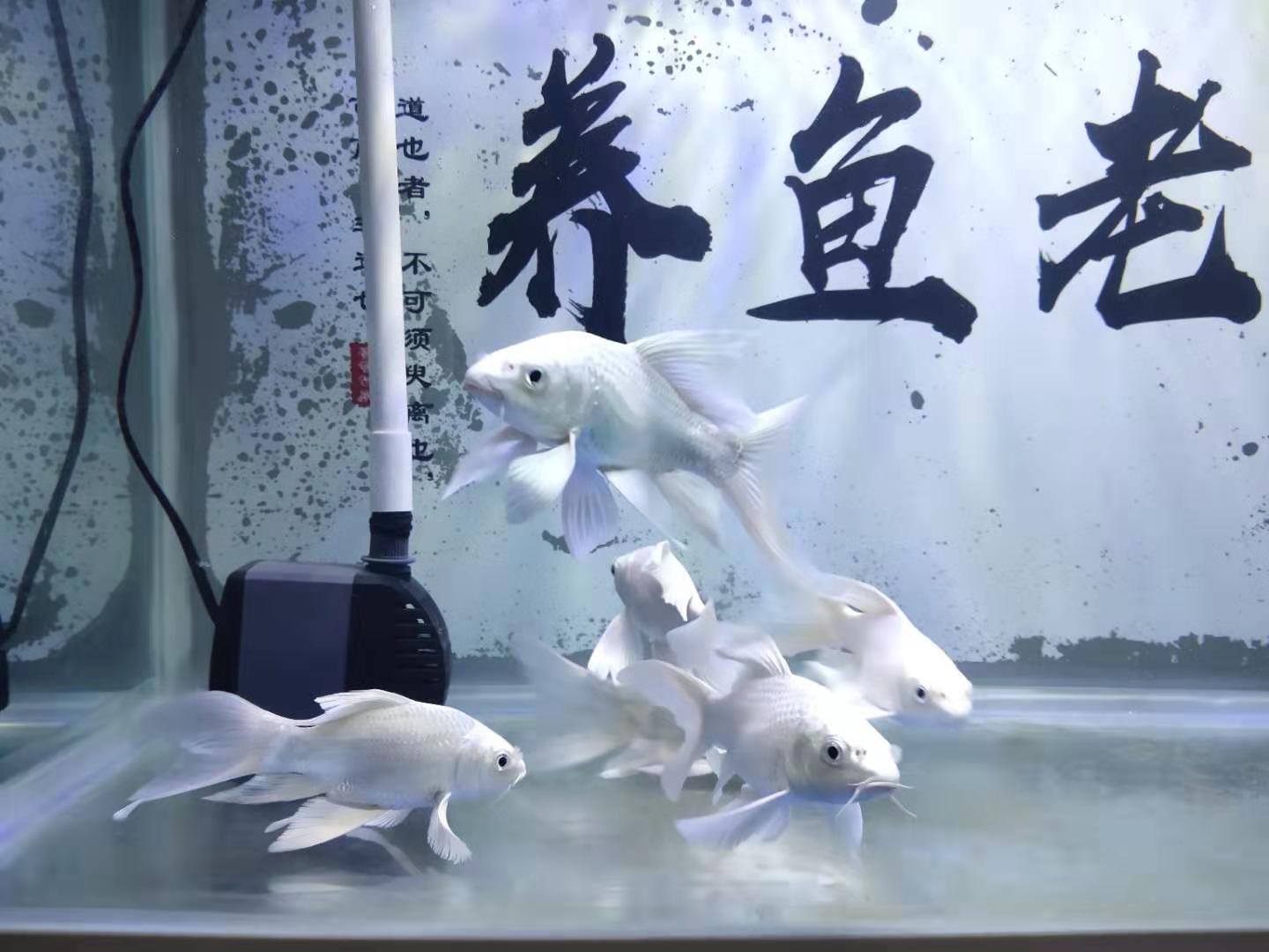 鱼友养的蝴蝶鲤,鱼友死过最贵锦鲤