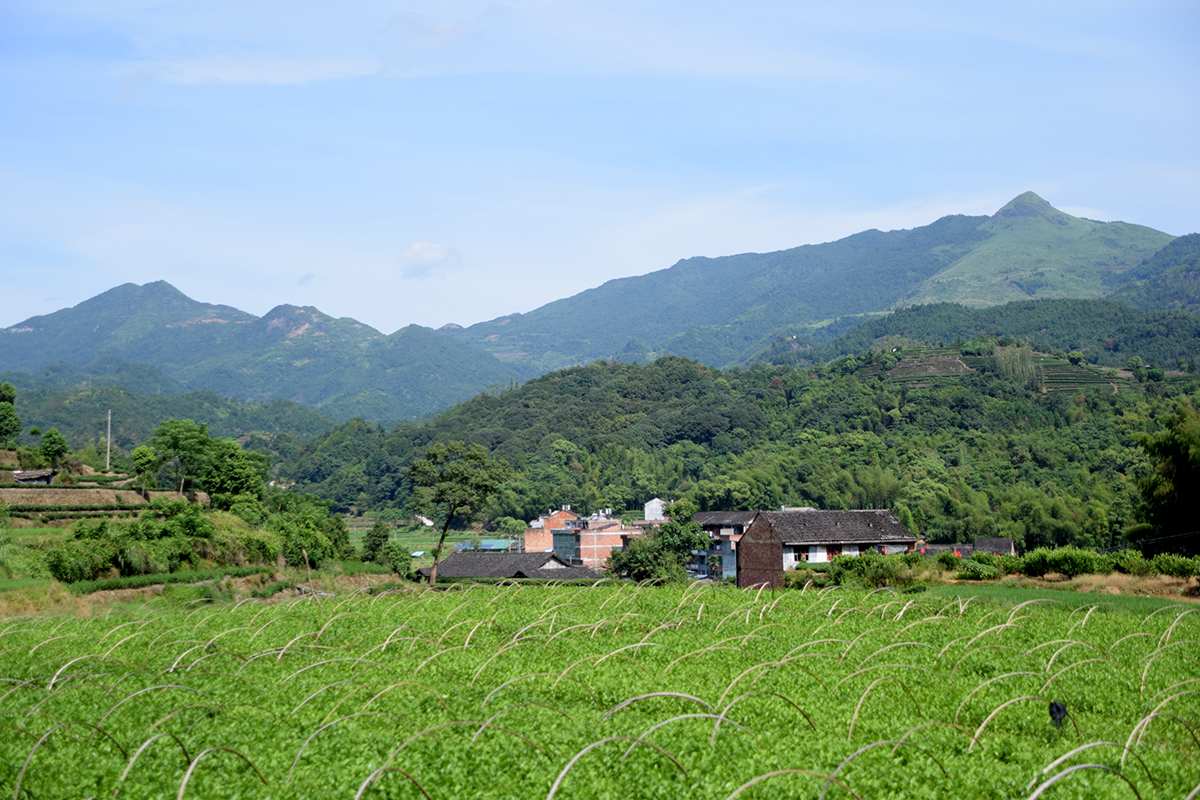 从业十年我所经历的火爆和低迷,茶行业真实揭露