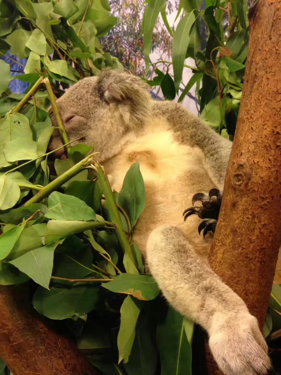 广州长隆野生动物世界游记300字,广州长隆野生动物园游记