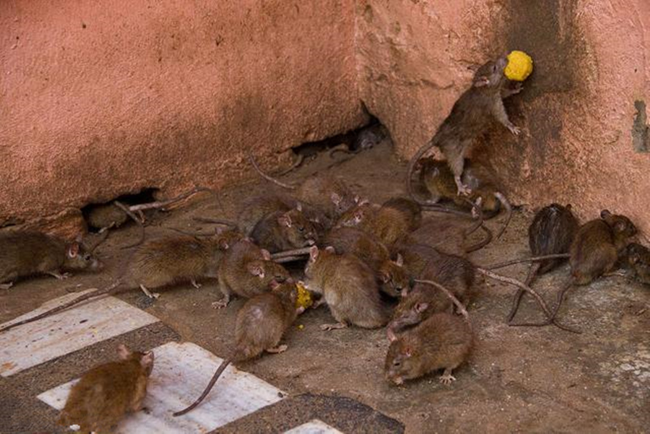 因为疫情防控不力怎样处理的,地方政府疫情防控经验教训