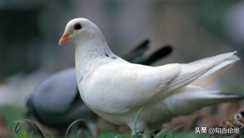 5年后农村养殖什么最赚钱,农村2021年养殖什么前景最好