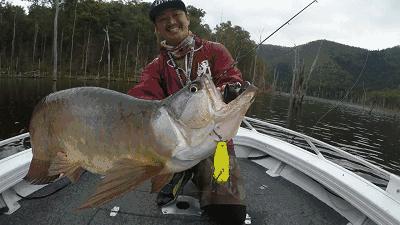 为什么龙鱼价格那么高,为什么龙鱼越来越便宜